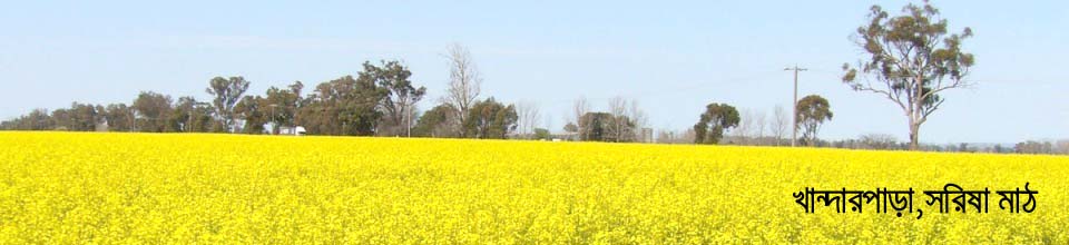 খান্দারপাড়া সরিষা ক্ষেত।