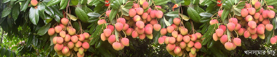 খানসামার লিচু