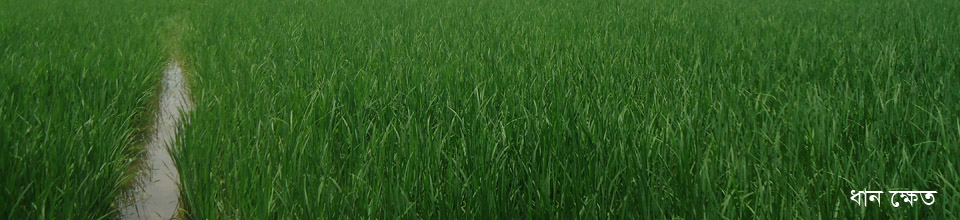 ধান ক্ষেত