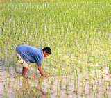 কৃষি ও প্রাণিসম্পদ