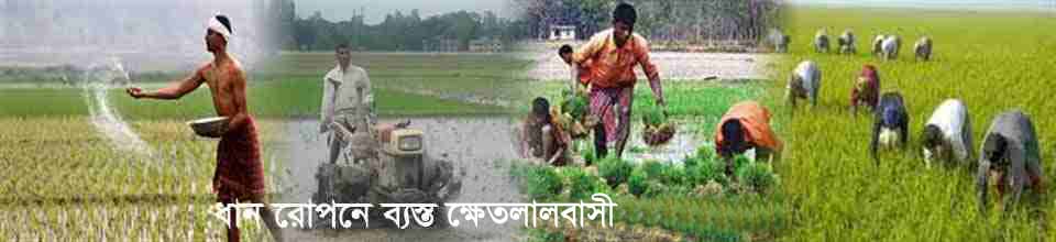 ধান চাষে ব্যস্ত ক্ষেতলালবাসী