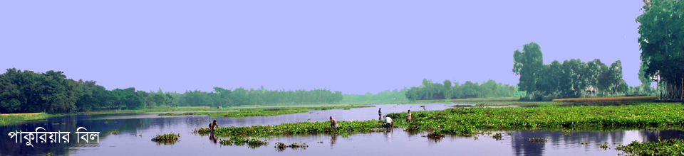 পাকুবিয়া বিল