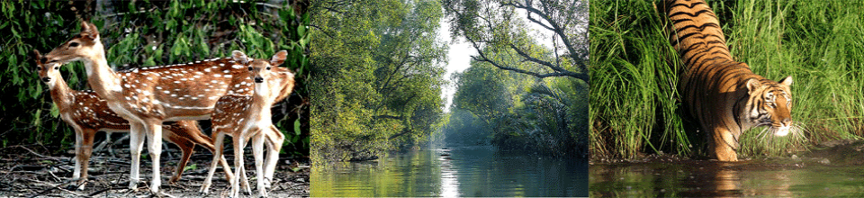 সুন্দরবন