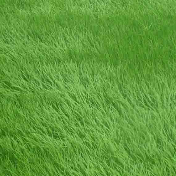 কৃষি ও প্রাণিসম্পদ