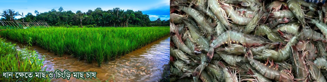 চিংড়িচাষ