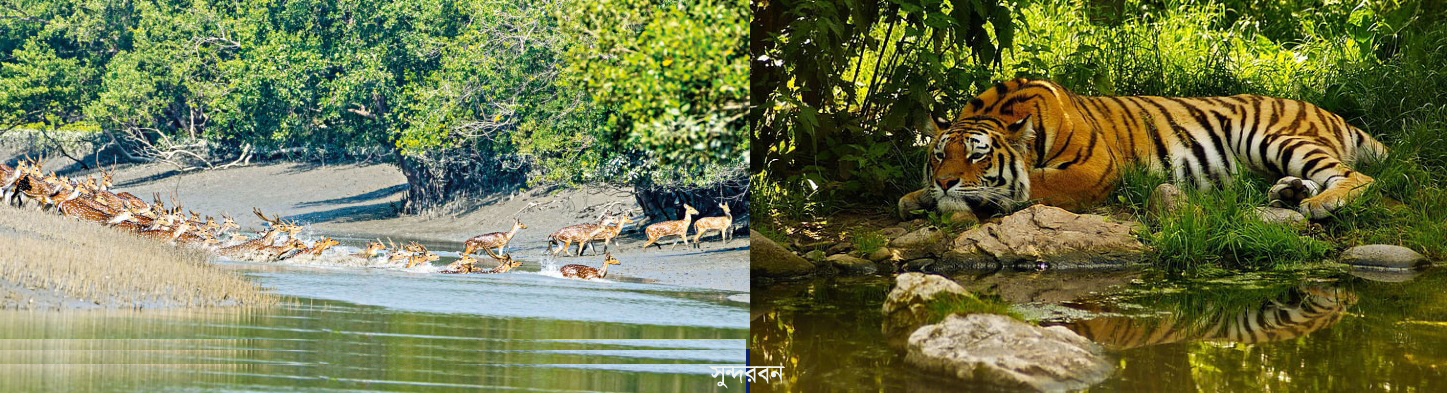 সুন্দরবন