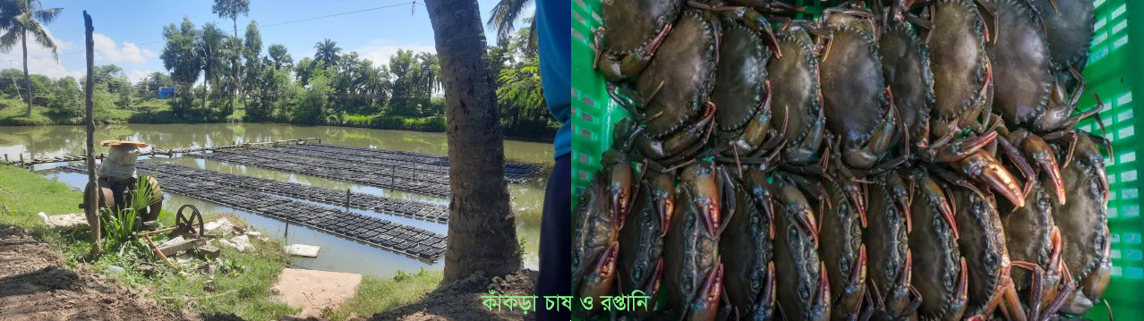 কাঁকড়া চাষ ও রপ্তানি