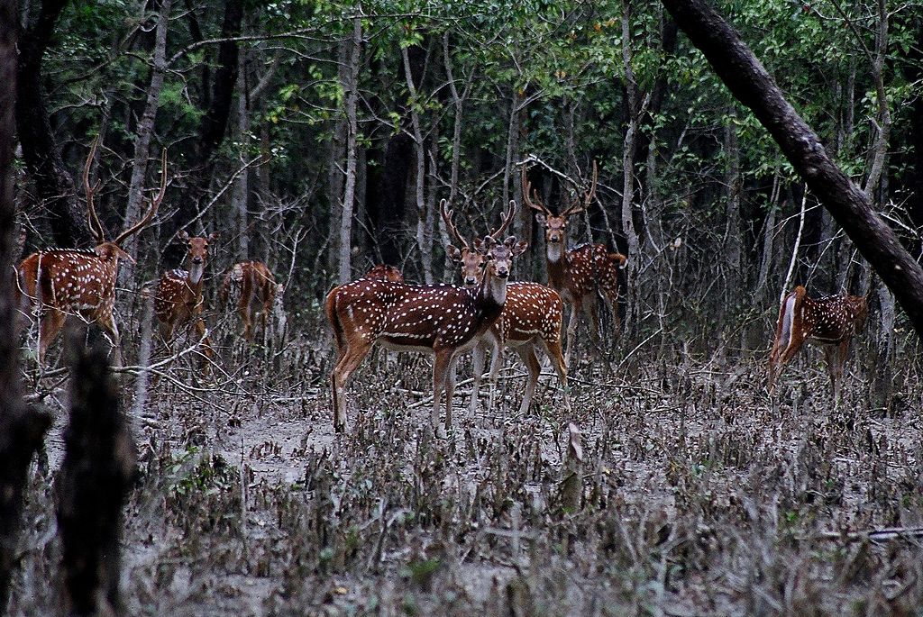 সুন্দরবনের হরিণ