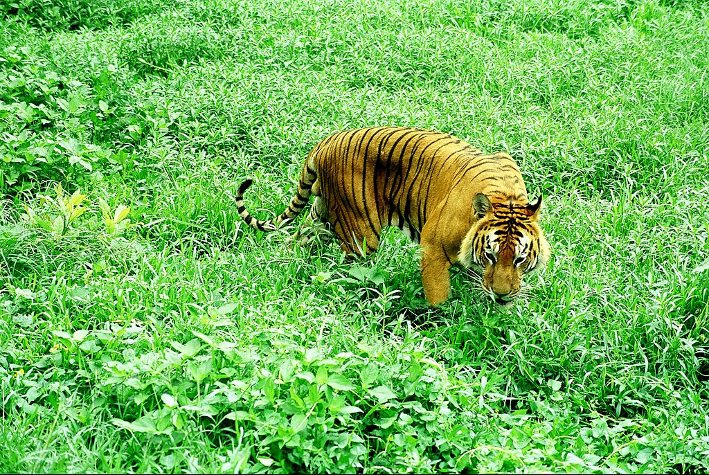 সুন্দরবনের বাঘ