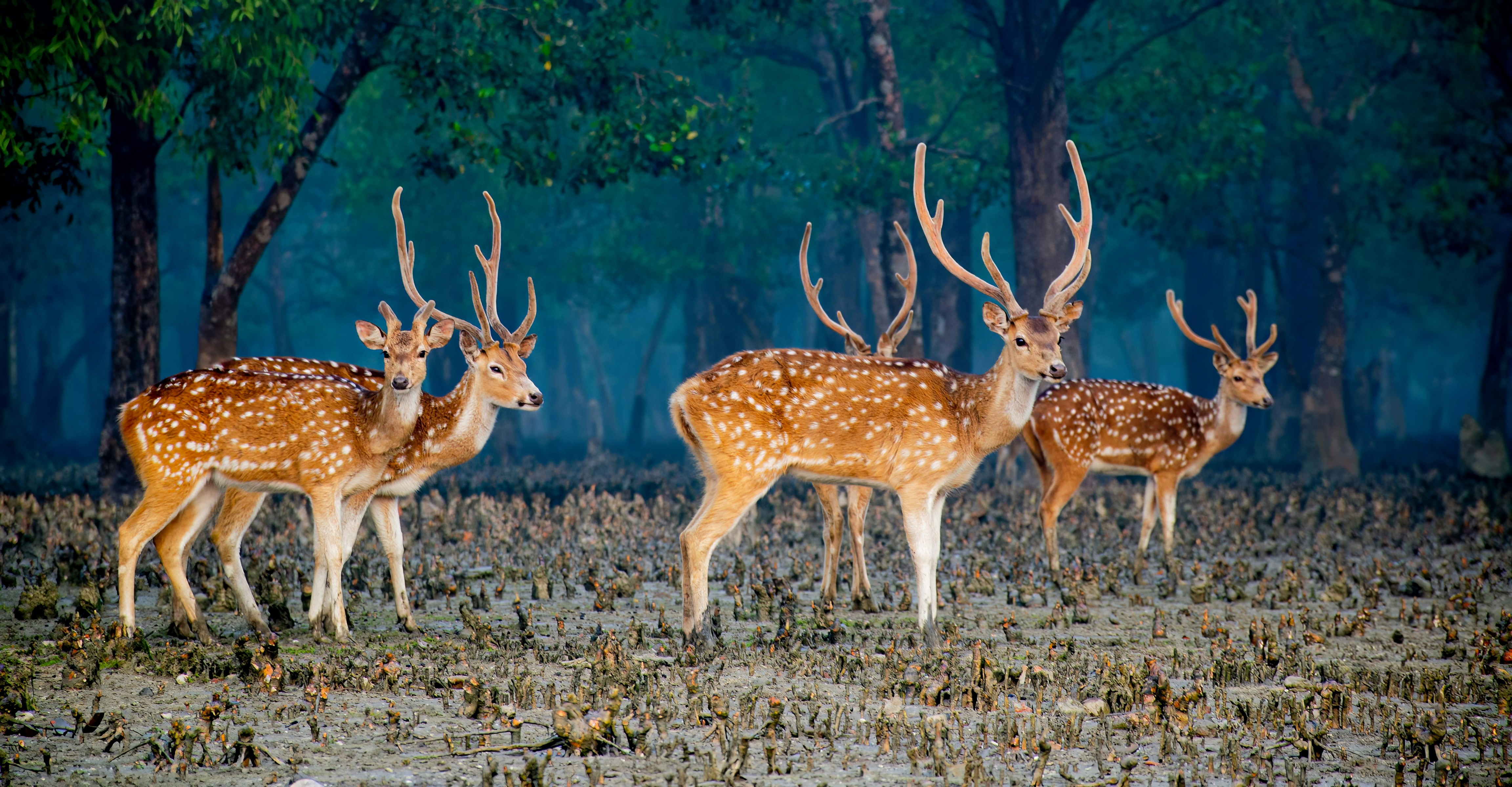 সুন্দরবনের হরিণ