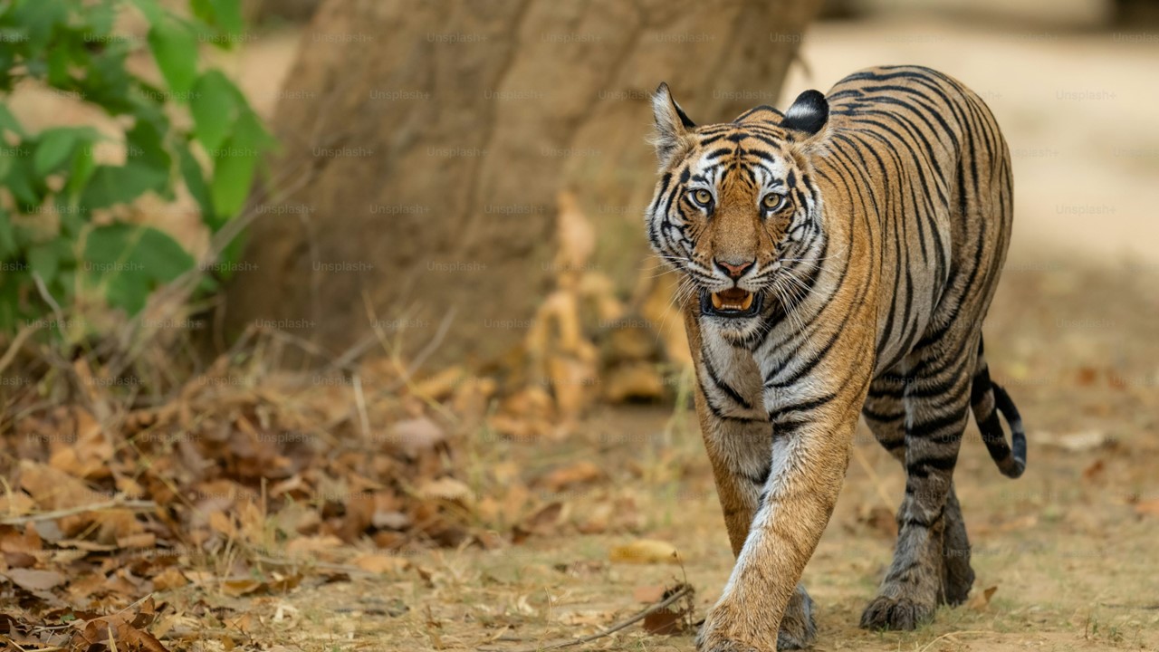সুন্দরবনের বাঘ
