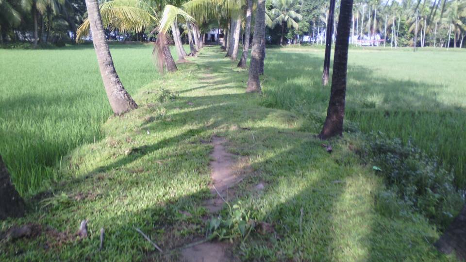 খুটাখালী ইউনিয়নের গ্রাম বাংলা ছবি