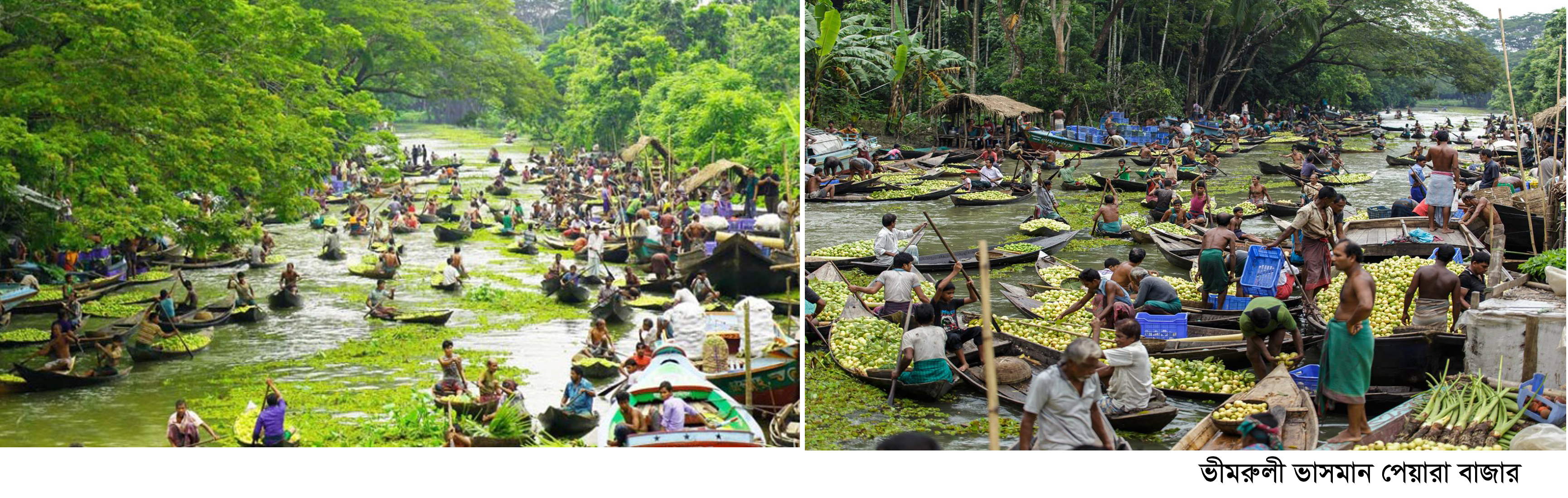 ভীমরুলী ভাসমান পেয়ারা বাজার