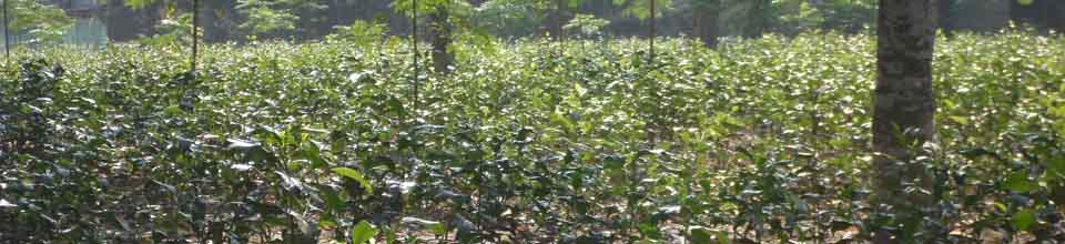উপজেলা পরিষদের চা বাগান