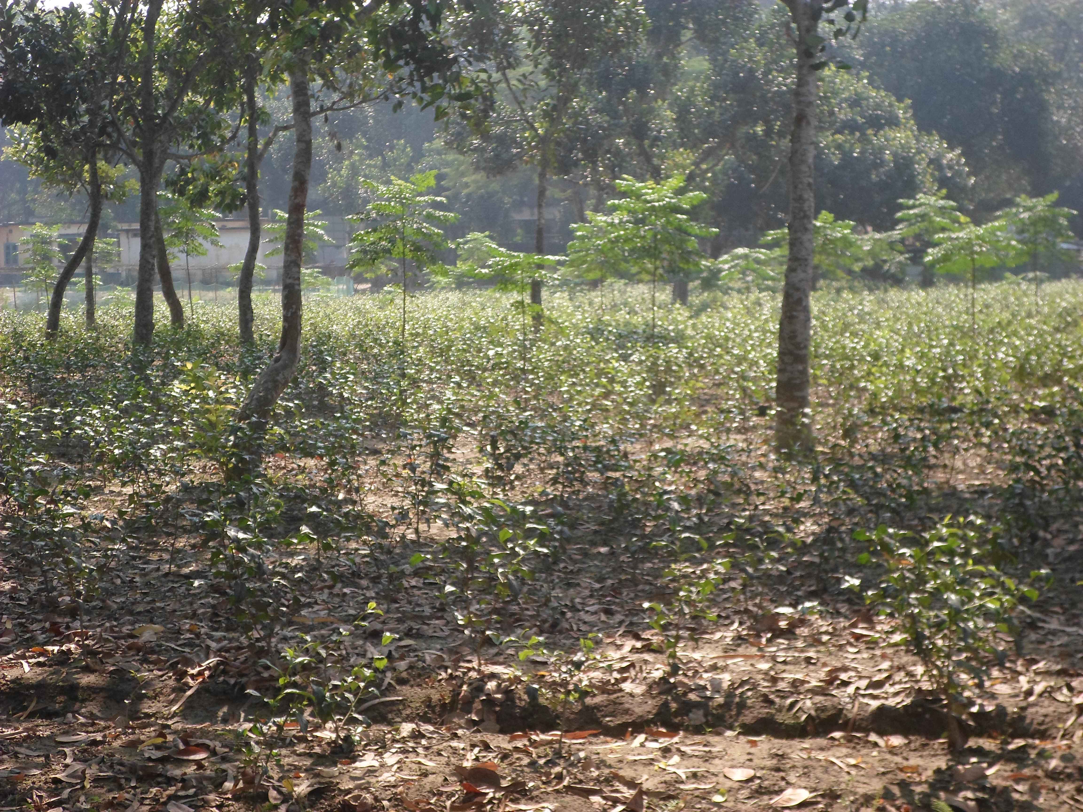 Block Topbar