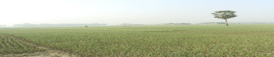 পিয়াজের ক্ষেত