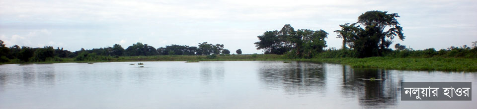 নলুয়ার হাওর