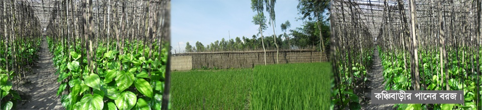 কঞ্চিবাড়ীর পানের বরজ