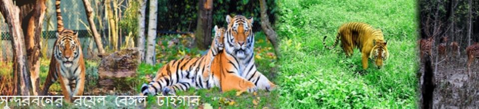 সুন্দরবনের রয়েল বেঙ্গল টাইগার