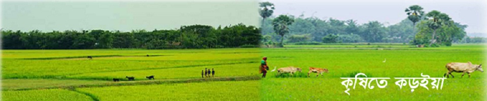 কৃষিতে কড়ইয়া