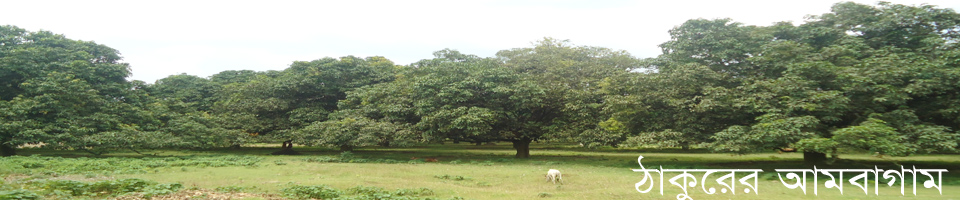 ঐতিহ্যবাহী ঠাকুরের আমবাগান