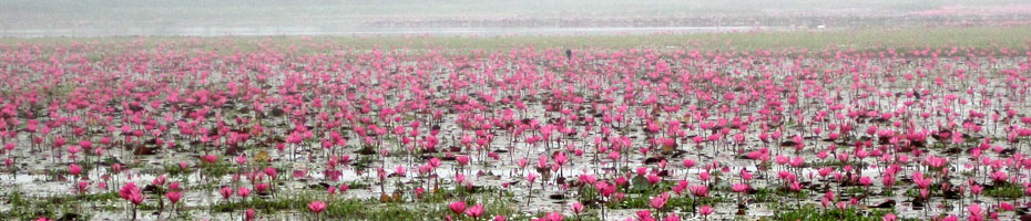 কোটালিপাড়ার অনন্য প্রকৃতি
