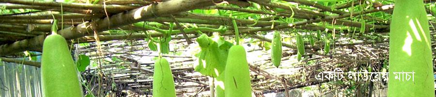 একটি লাউয়ের মাচা