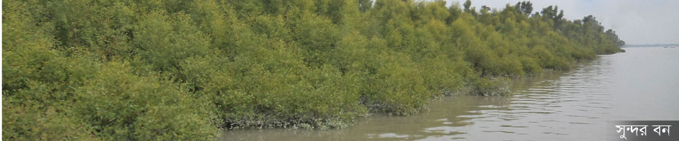 সুন্দর বন