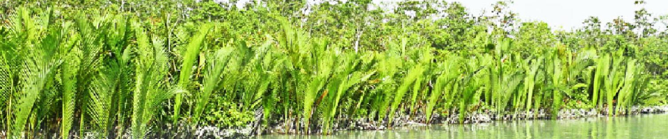 সুন্দরবন গোলপাতার চিত্র