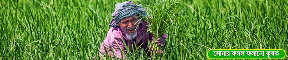সোনালী ফসল কুলাঘাট ইউনিয়ন