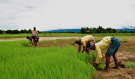 কৃষি ও প্রানিসম্পদ
