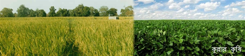 কুল্লায় উৎপাদিত শষ্য ও কৃষিজাত ফসল-১