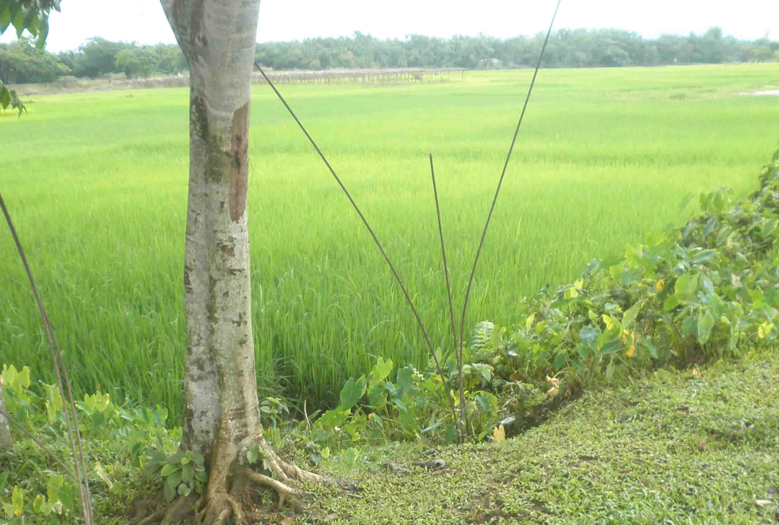 ভূমি অফিস
