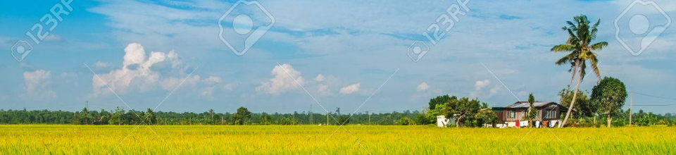 ধান ক্ষেত্রের ছবি ।