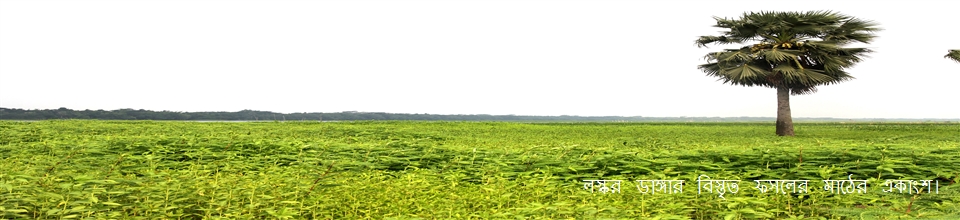 লস্কর ডাঙ্গার ফসলের মাঠের একটি অংশ।