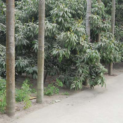 ভূমি অফিস