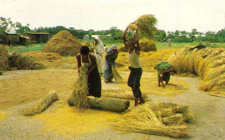 কৃষি ‍ও প্রাণি সম্পদ