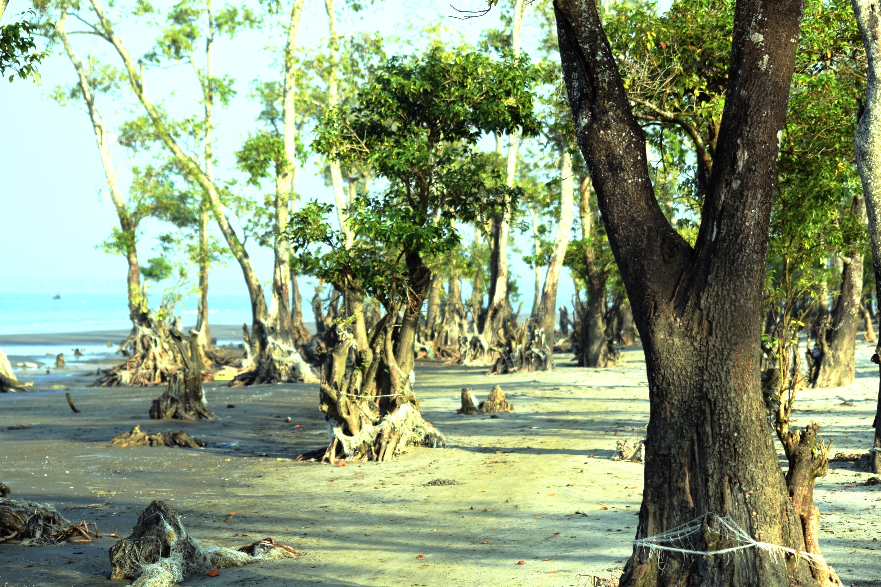 লেম্বুরবন কুয়াকাটা