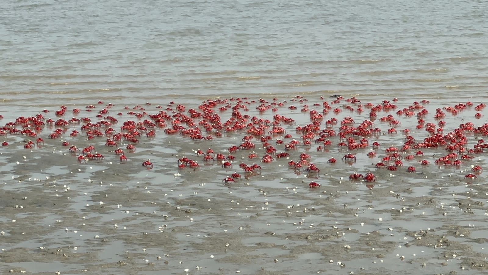 লাল কাকড়া