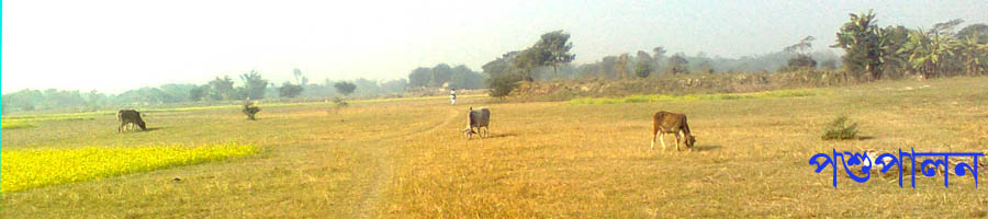 পশু পালন