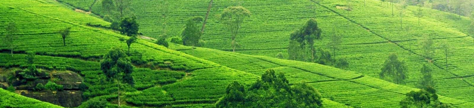 মালনীছড়া চাবাগান