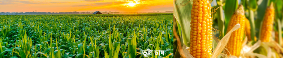 ভূট্টা চাষ