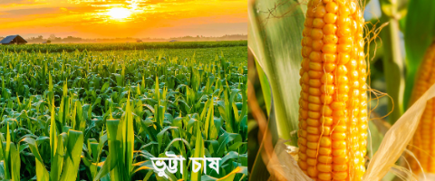 ভূট্টা চাষ