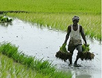 কৃষি ও প্রাণিসম্পদ