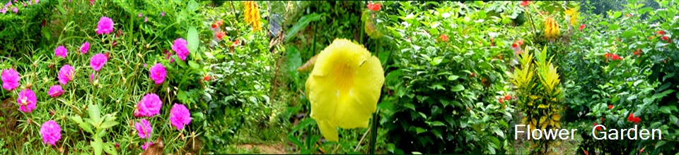 ফুল বাগান