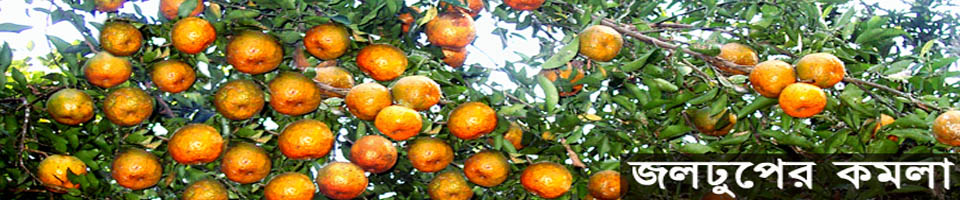 জলঢুপের কমলা