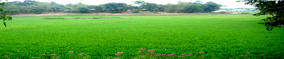 ৮ নং ওয়ার্ডের একটি ধান ক্ষেত
