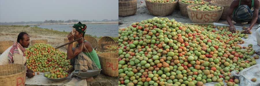 কৃষকের মাঠ