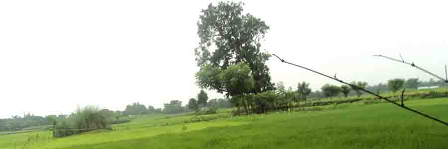 ধানের মাঠ