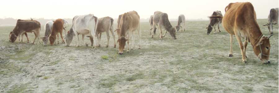 কৃষকের মাঠ